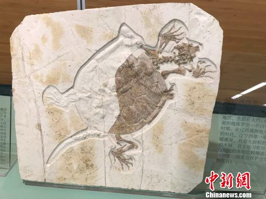 亿年古生物化石“花落”上海自然博物馆