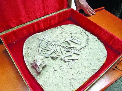 昨天上午,由本报和中科院南京古生物博物馆共同举办的"第五届化石