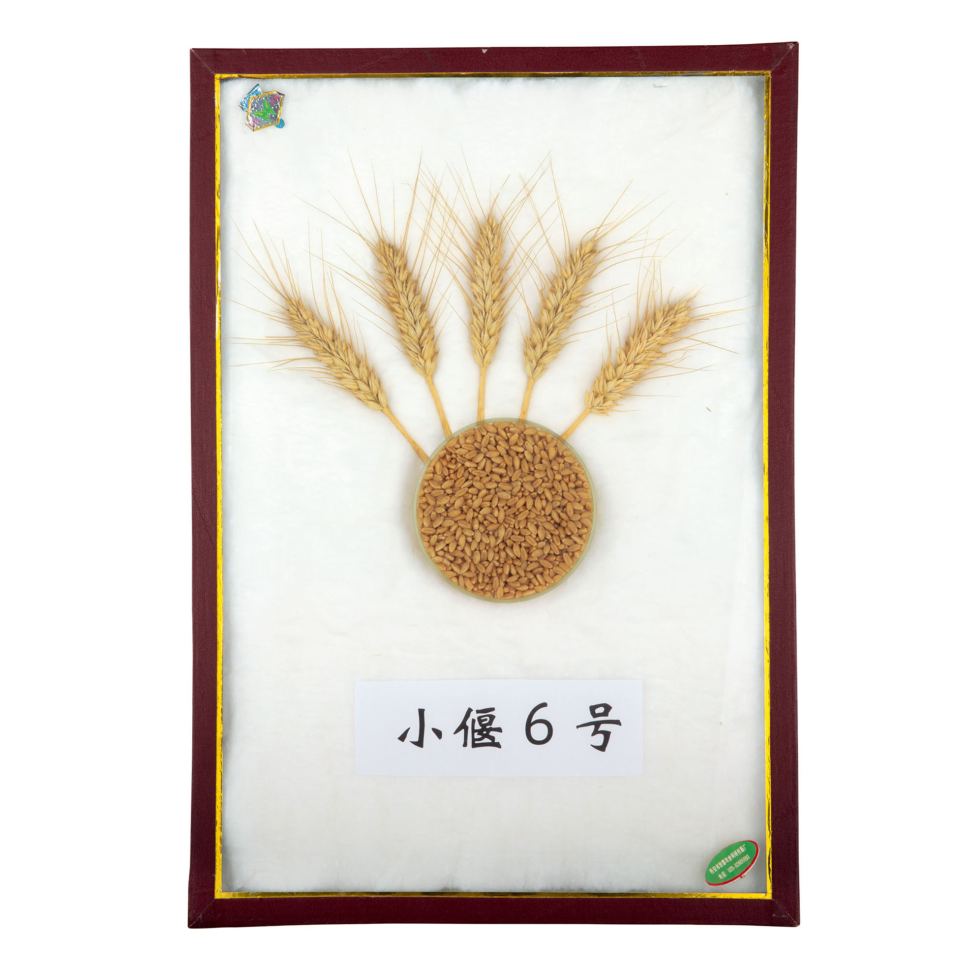 小麦远源杂交品种“小偃6号”标本