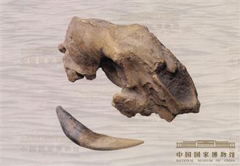 剑齿虎头骨、上犬齿化石