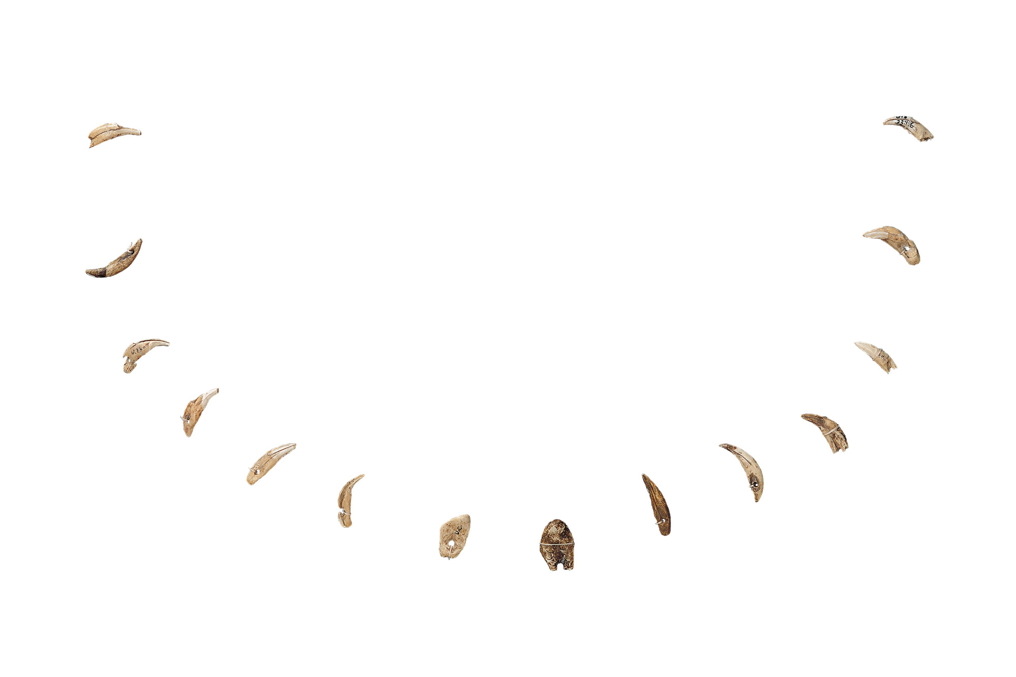 穿孔兽牙（复制品）
